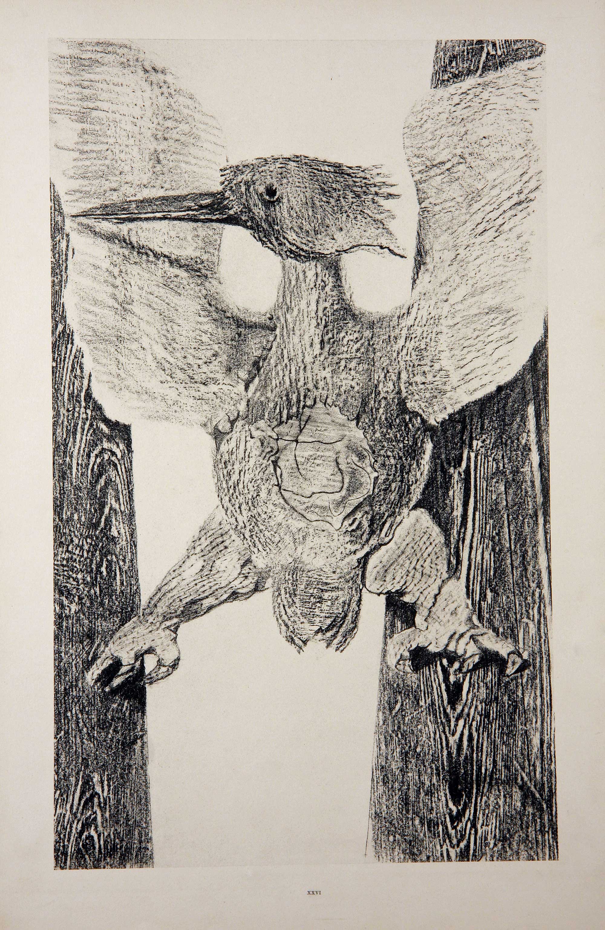 max_ernst_histoire_naturelle.jpg